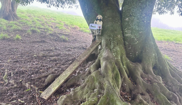 Possum Control to Protect Glowworms