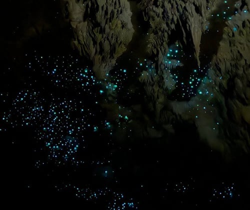Glowworms scattered across cave walls and ceiling in a Waitomo cave, creating a star-like night sky effect.