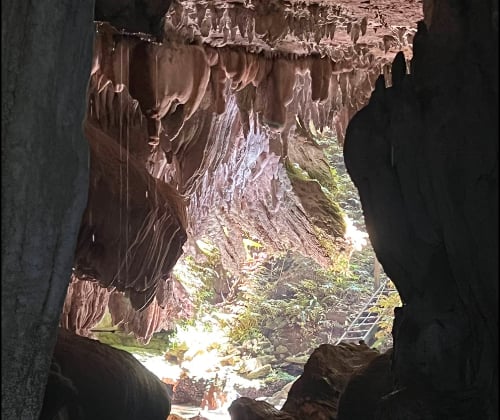 View from inside a limestone cave looking out toward forest greenery and a ladder at the cave exit.
