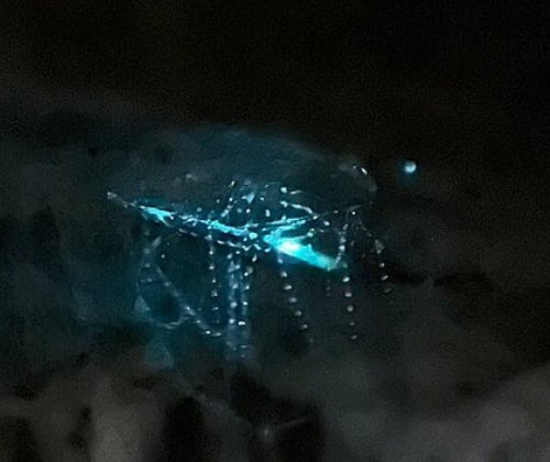 Close-up of a glowworm with delicate glowing light strands inside a Waitomo cave.