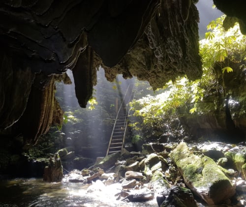 Sunlight filtering through forest greenery at a Waitomo cave exit, with steps leading from the cave.