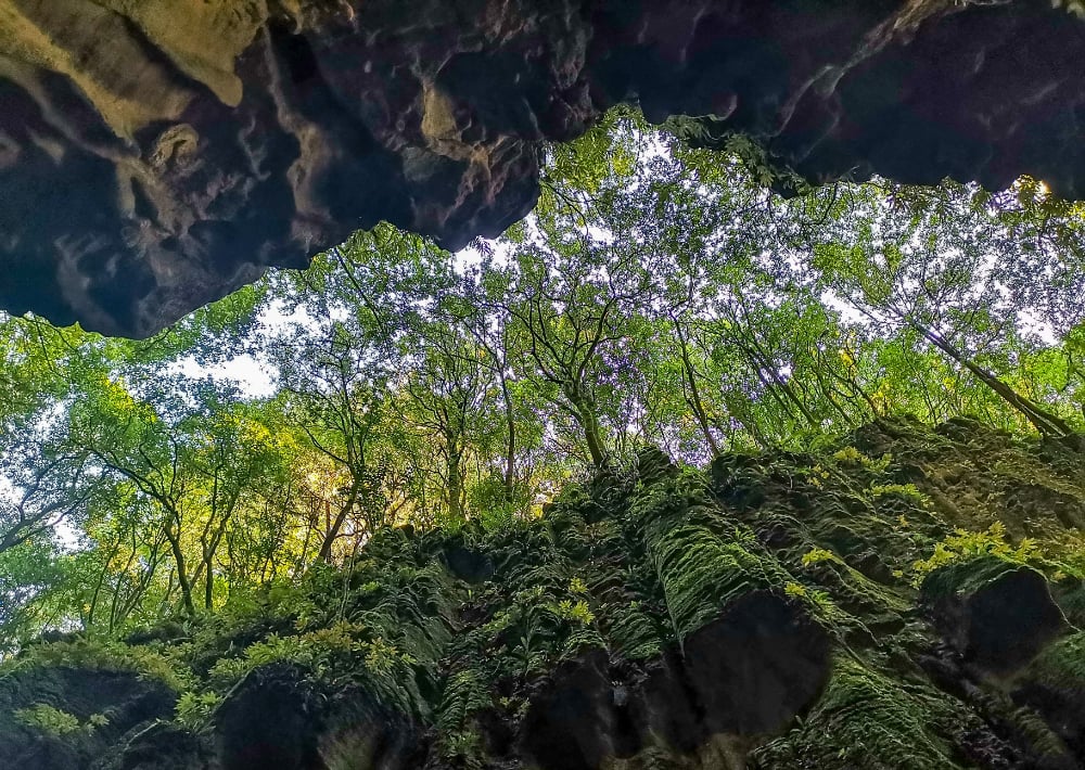 Forest_Canopy_Hero