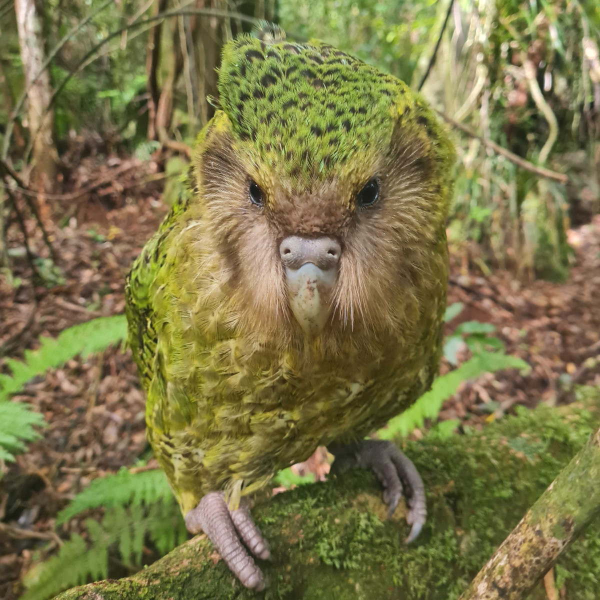 Sanctuary Mountain Maungatautari home to the Kakapo