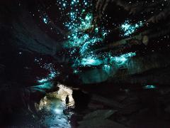 Visitor exploring a glowworm cave in Waitomo, standing beneath a ceiling of glowing blue glowworms on a guided tour.