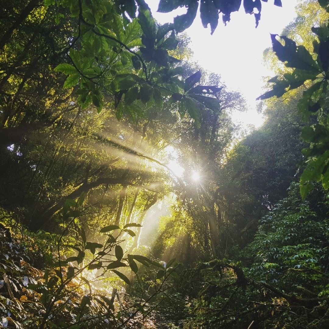 forest_awakening