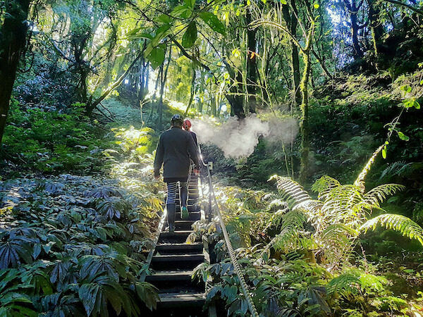 Photo of native forest at Down to Earth, Waitomo