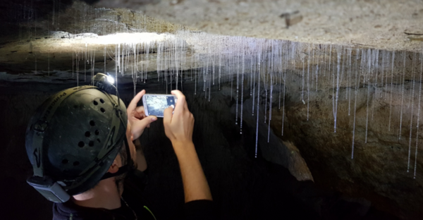 Glowworms image