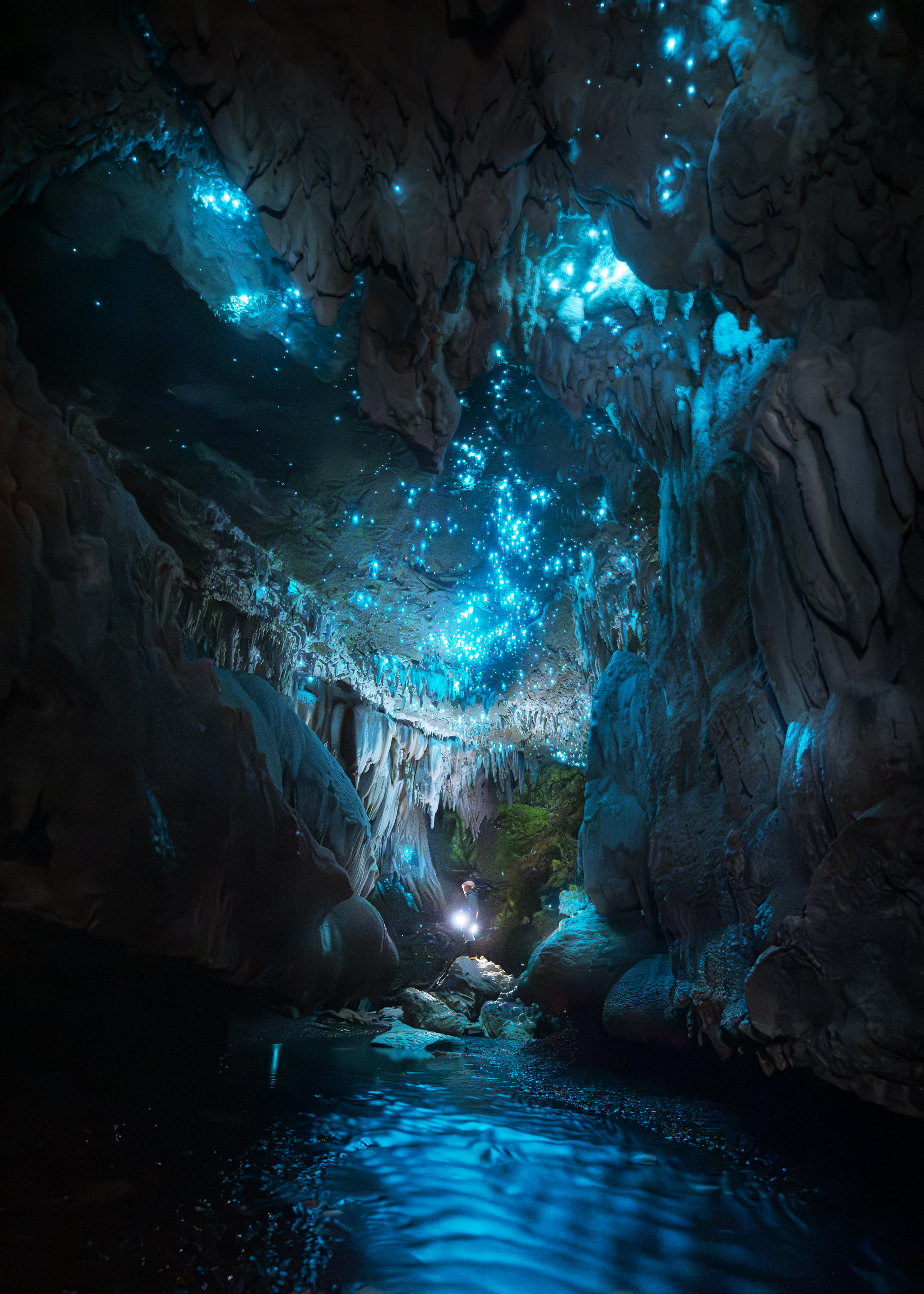 Glowworms image