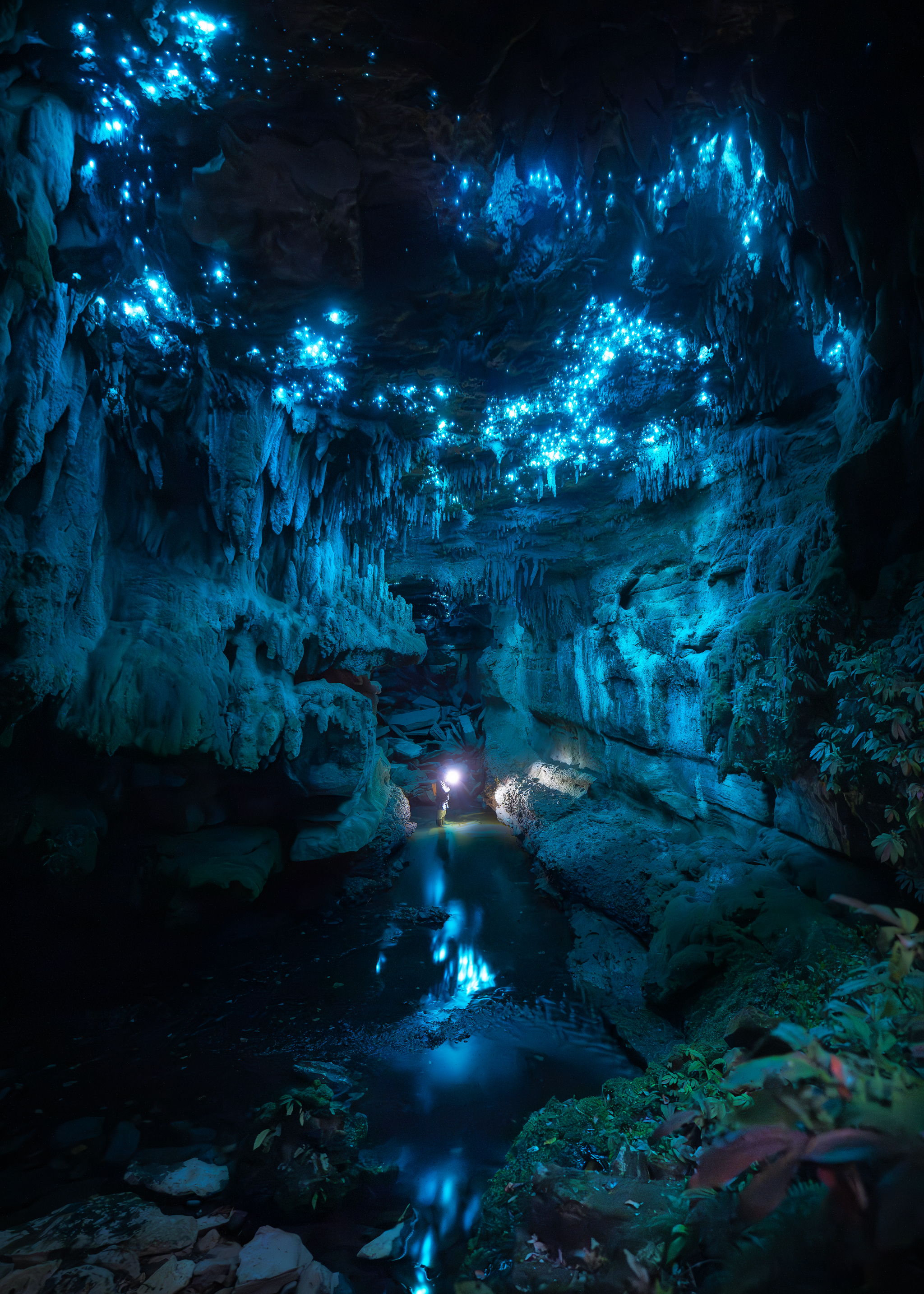 Glowworms image