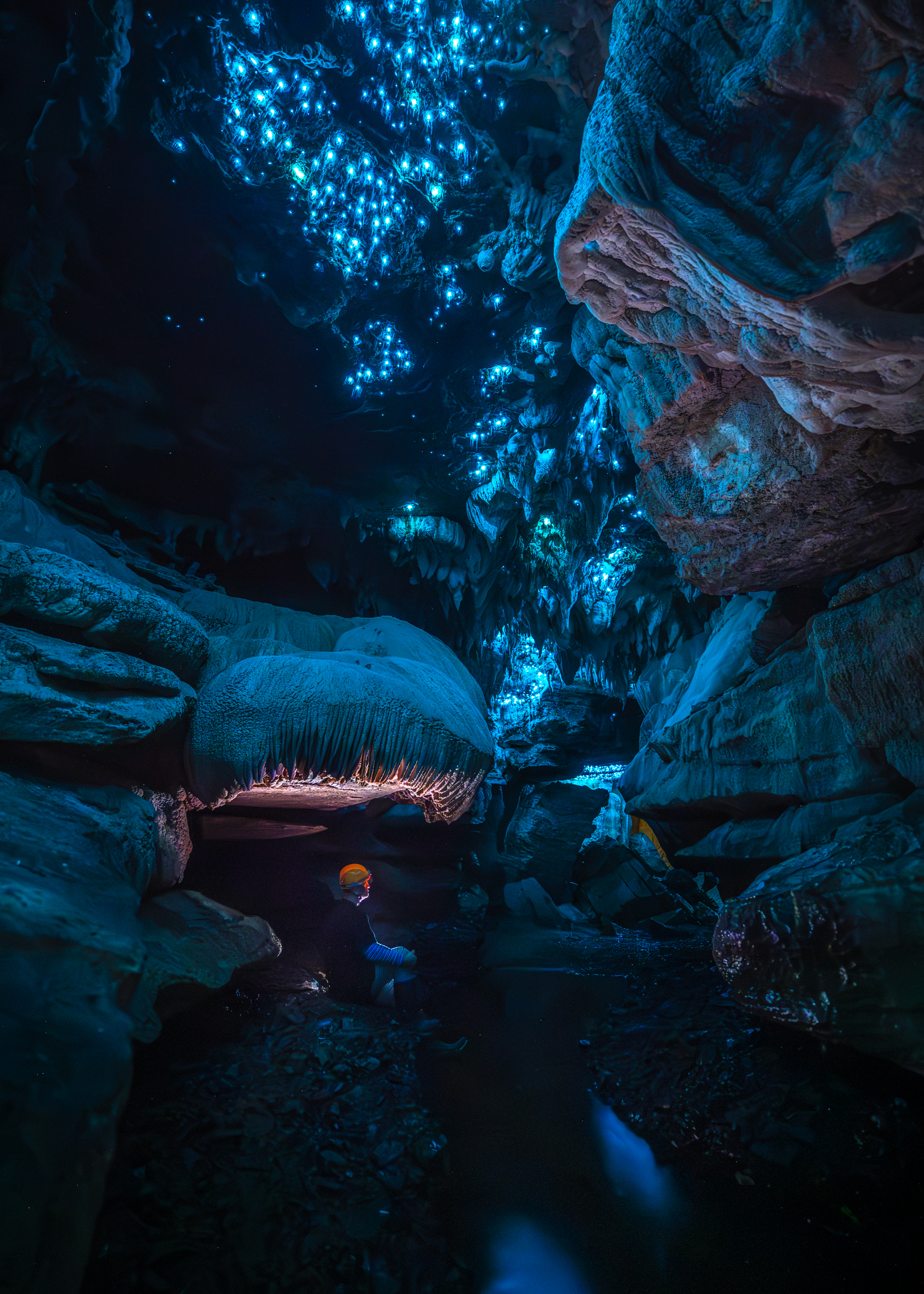 Glowworms image