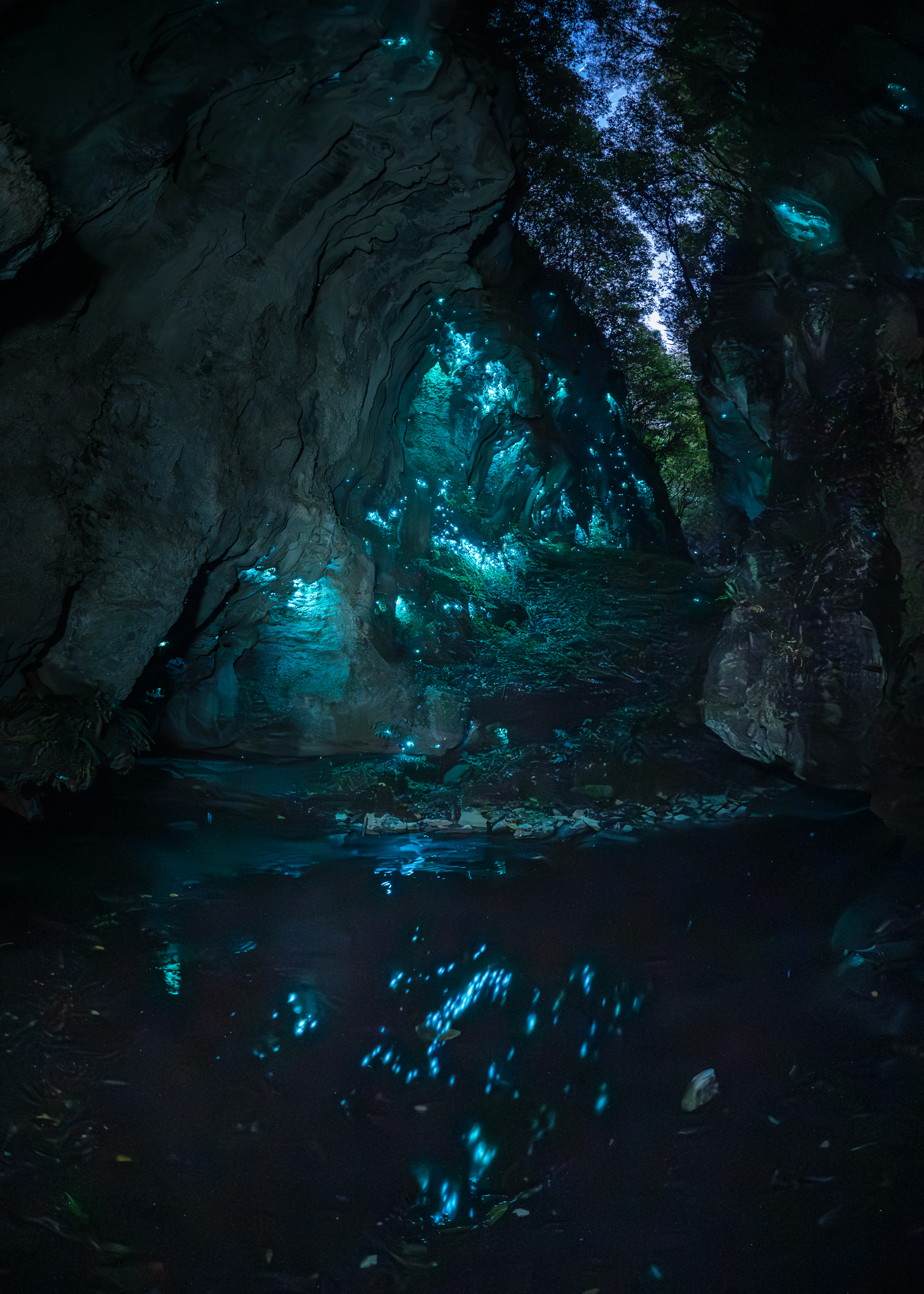 Glowworms image