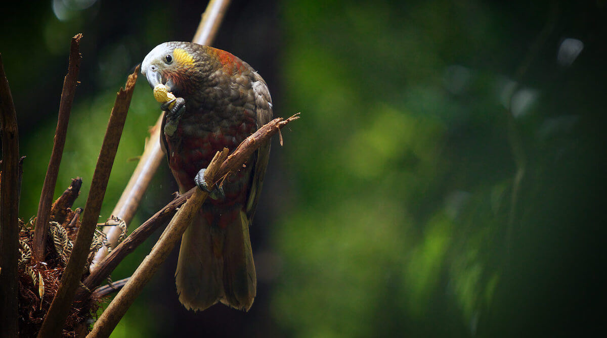 Native Kaka bird at Sanctuary Mountain Maungatautari