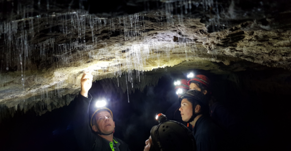 Glowworms image