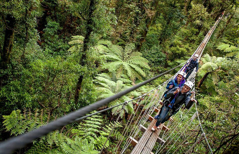 Tourists on swing bridge at Rotorua Caopy Tours
